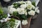 white hortensia at florist
