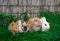 White hotot, German rams and Rex siamese medium rabbits sit on a green grass before Easter