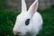 White hotot medium rabbit with eyes with rim palm-sized sits on a green grass