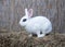 White hotot medium rabbit sitting on a hay before Easter