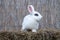 White hotot medium rabbit sitting on a hay before Easter