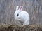 White hotot medium rabbit sitting on a hay before Easter