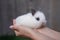 White hotot rabbit sits on a woman\\\'s hand before Easter