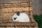 White hotot rabbit sitting on a wicker basket on a sunny day before Easter