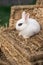 White hotot rabbit sitting on a wicker basket on a sunny day before Easter