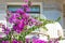 White house balcony with bougenvillea growing in front