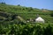 A white house in the middle of a vineyard