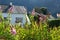 White house on Norway country with bush of Buddleja pink flowers and green leaves. Sunny day outdoor idyllic scene.