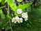 White hoya flower