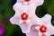 white hoya flowers