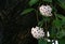 White Hoya flowers on its tree with copy space in natural light..
