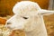 White Huacaya Alpaca\'s Head in a Stable Eating Grain