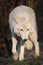 White Hudson Bay wolf Canis lupus hudsonicus