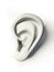 White human ear