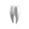 White human tooth