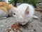 White hungry stray cat eating on the street