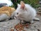 White hungry stray cat eating on the street