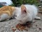 White hungry stray cat eating on the street