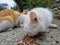 White hungry stray cat eating on the street