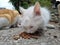 White hungry stray cat eating on the street