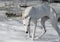 White hunting dog standing on white snow