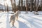 A white hunting dog stands in the snow in a remote beautiful winter taiga