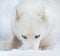 White husky dog head in snow closeup