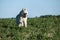 A white husky dog runs across the field and dangles from the heat