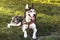 White Husky dog sitting on the grass with tongue out when waiting the meal