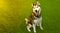 White Husky dog sitting on the grass with tongue out when waiting the meal