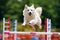 A white husky jumps over an obstacle in an agility competition