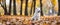 White Husky puppies play with leaves in the autumn park