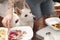 A white husky running dog looks pitifully at its owner between plates of food at a picnic