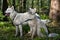 White husky sits in forest