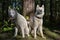 White husky sits in forest