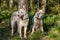 White husky sits in forest