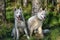 White husky sits in forest