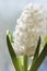 White Hyacinth.