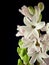 White hyacinth