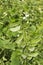 White Hyacinth Bean, Lablab purpureus Pawta, plant, Pune