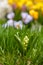 White hyacinth bud