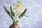 White hyacinth flower head bouquet and bulb close up on gray background, Fragrant romantic spring flower, Blooming