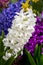 White Hyacinth Flower - Spring Perennial