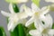 White Hyacinth flowers