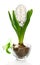 White hyacinth in glass cup with green tape