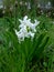 White Hyacinth grow in geen grass the garden