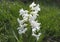 White Hyacinth. Happy Spring. Backround flower