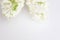 White hyacinth isolated on a white background. Spring gift cards idea