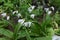 White hyacinth orchid