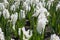 White hyacinths